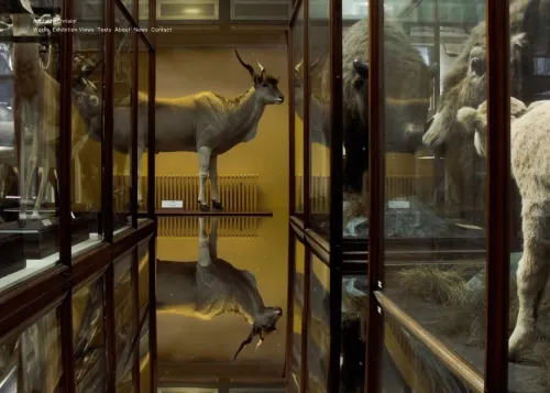 Ailbhe Ní Bhriain Website